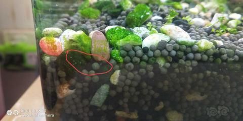 龍魚缸內有白色的小蟲是什么蟲：龍魚缸內出現的白色小蟲是什么蟲