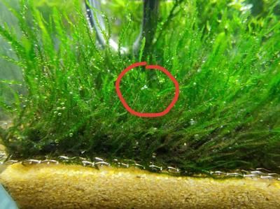 龍魚缸內有白色的小蟲是什么蟲：龍魚缸內出現的白色小蟲是什么蟲