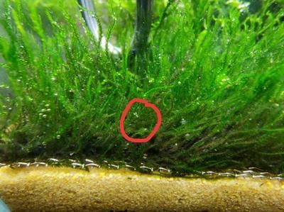龍魚缸內有白色的小蟲是什么蟲：龍魚缸內出現的白色小蟲是什么蟲