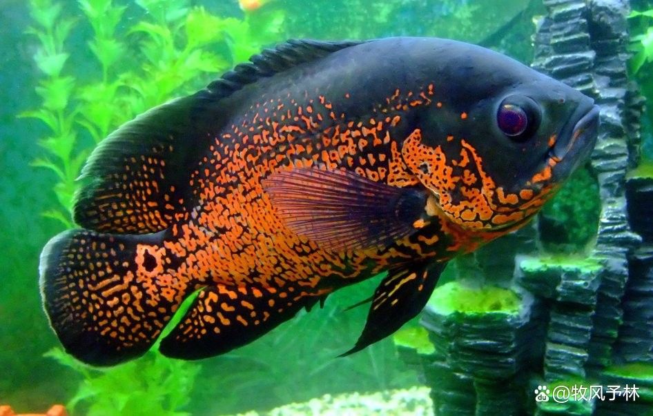 馬來西亞紅龍魚圖片