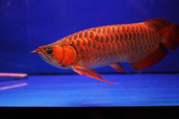 紅龍魚的水溫多少度合適？：紅龍魚最適宜的飼養(yǎng)溫度在24-29攝氏度