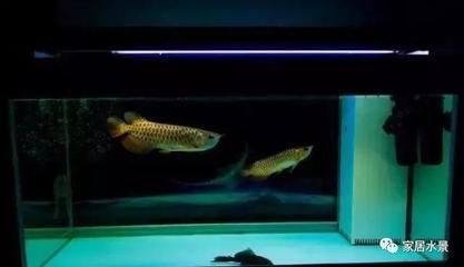 龍魚在魚缸底層游是什么原因：龍魚在魚缸底層游的一些原因及解決方案