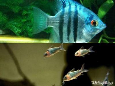 龍魚在魚缸底層游是什么原因：龍魚在魚缸底層游的一些原因及解決方案