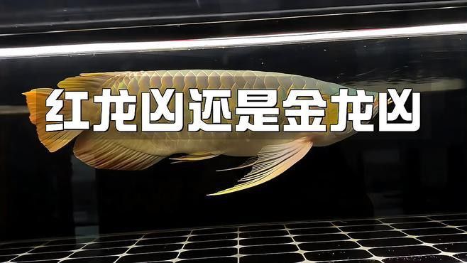 金龍魚紅龍魚的區別是什么