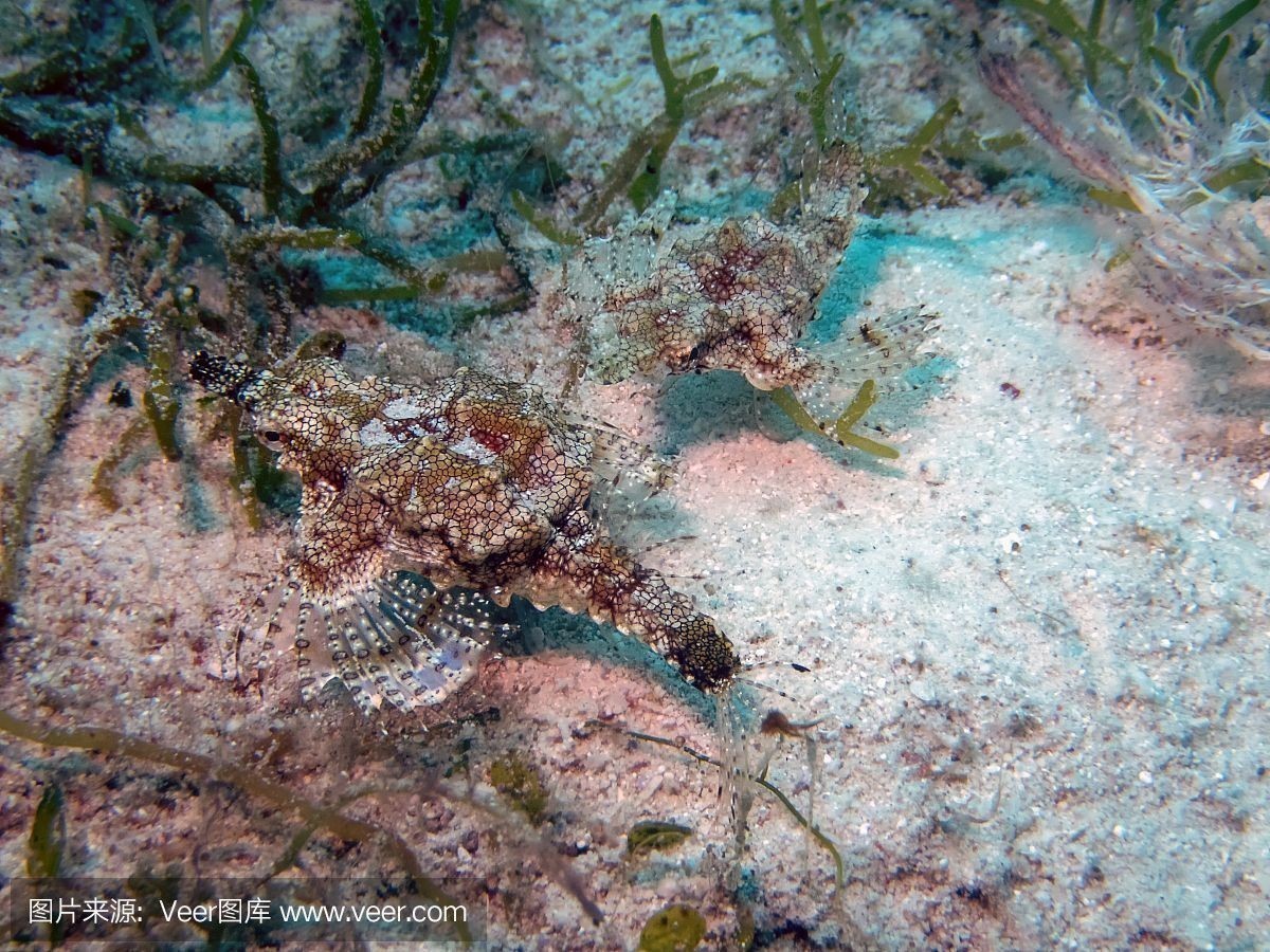 紅龍魚出售或轉讓：紅龍魚交易安全指南，