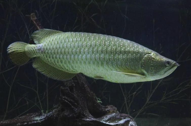 來龍魚是怎么樣的魚類圖片