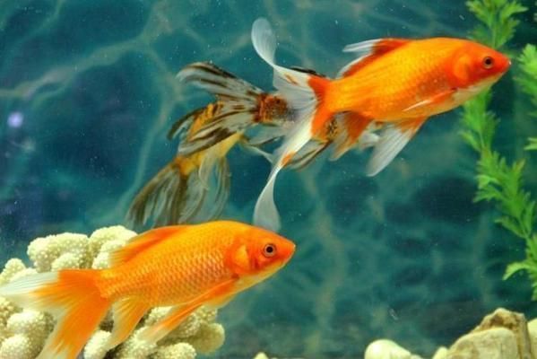 金龍魚在魚缸底下趴著不動：金龍魚為什么趴在缸底