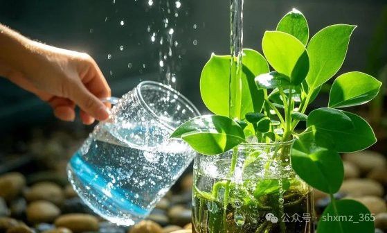 這些植物需要多久換一次水？