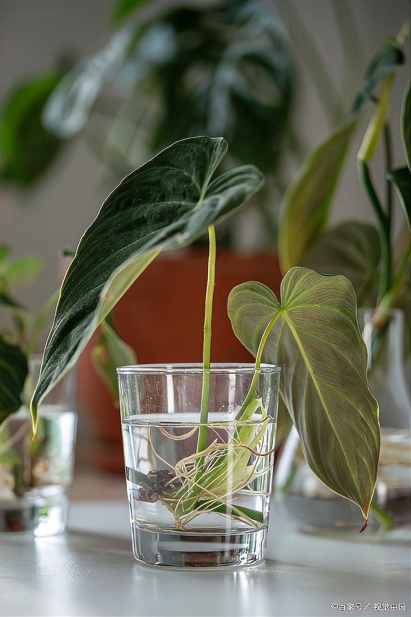這些植物需要多久換一次水？