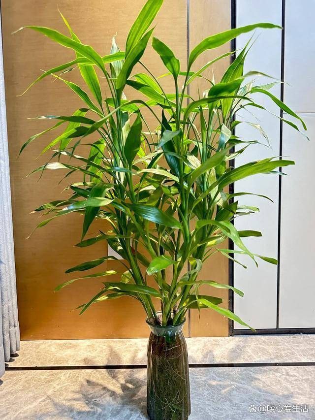 這些植物需要多久換一次水？