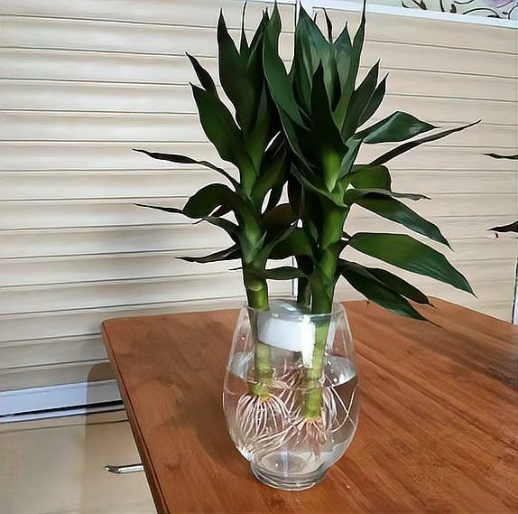 這些植物需要多久換一次水？