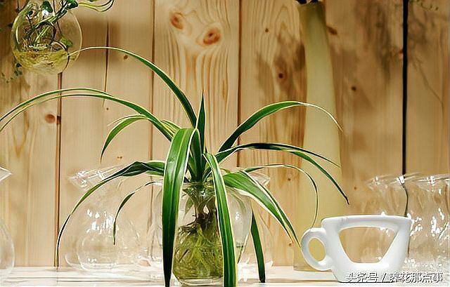 這些植物需要多久換一次水？