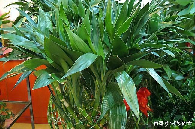 這些植物需要多久換一次水？