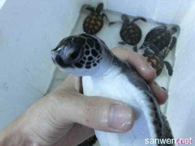 淡化海龜和龍魚混養：淡化海龜和龍魚混養可行嗎？