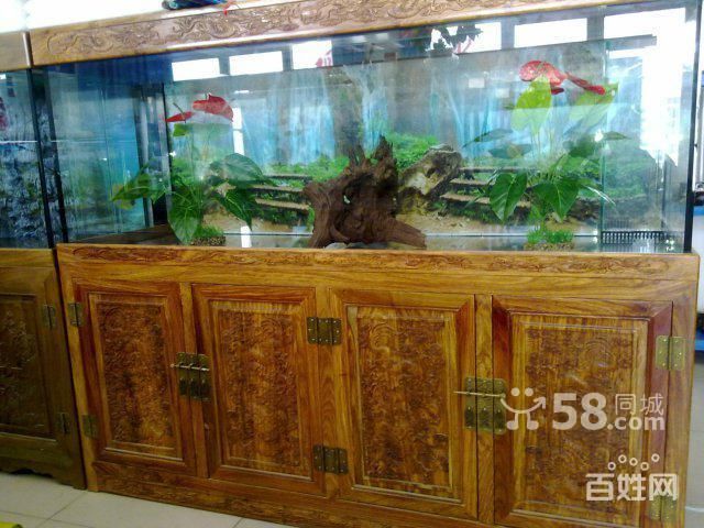 淡化海龜和龍魚混養：淡化海龜和龍魚混養可行嗎？