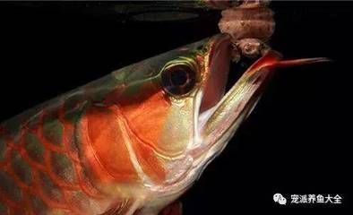 龍魚可以多久不喂水：龍魚可以幾天不喂食
