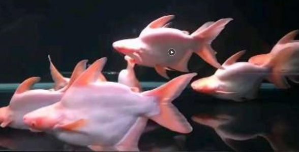 球鯊魚，球鯊魚的繁殖技術