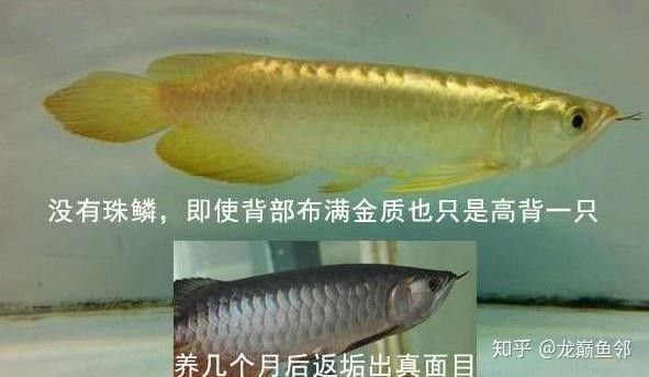 高背金龍魚(yú)圖片大全大圖視頻欣賞