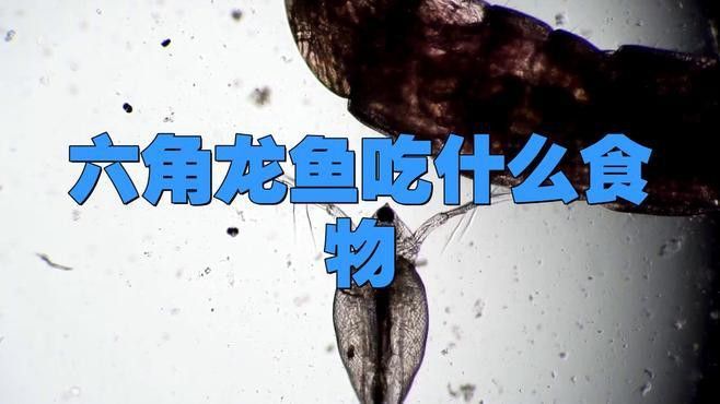 六角恐龍魚能吃什么