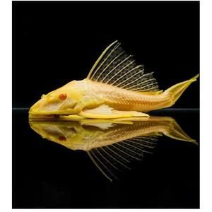 如何降低女王大帆魚疾病發生率：女王大帆魚常見疾病預防與控制是水產養殖領域的重要任務