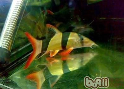 如何降低女王大帆魚疾病發生率：女王大帆魚常見疾病預防與控制是水產養殖領域的重要任務