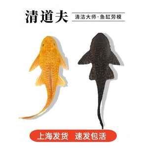 如何降低女王大帆魚疾病發生率：女王大帆魚常見疾病預防與控制是水產養殖領域的重要任務