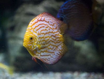 如何降低女王大帆魚疾病發生率：女王大帆魚常見疾病預防與控制是水產養殖領域的重要任務
