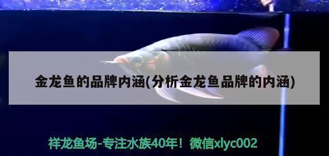 金龍魚的品牌內涵和理念怎么寫的（金龍魚品牌以其高品質、健康、家庭溫馨、創新和社會福利問題） 金龍魚的品牌內涵和理念怎么寫的（金龍魚品牌以其高品質、健康、家庭溫馨、創新和社會福利問題） 龍魚百科 第4張