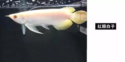龍魚色素食物的喂食頻率：龍魚色素食物的喂食頻率是維持龍魚健康和色彩的關鍵環節