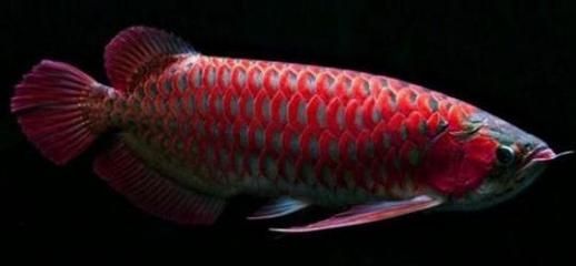 龍魚色素食物的喂食頻率：龍魚色素食物的喂食頻率是維持龍魚健康和色彩的關鍵環節