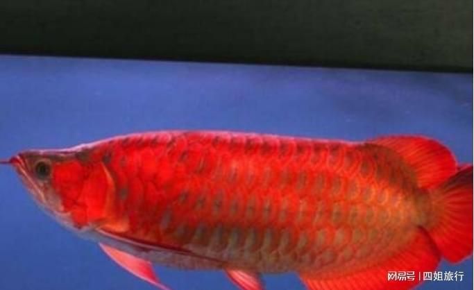 現在發現了多少條血紅龍，一條賣出500萬天價，應該是最貴的魚了