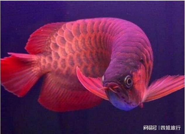 現在發現了多少條血紅龍，一條賣出500萬天價，應該是最貴的魚了