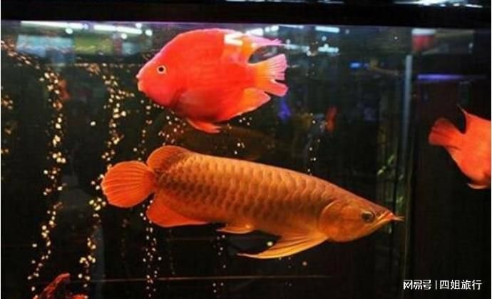 現在發現了多少條血紅龍，一條賣出500萬天價，應該是最貴的魚了