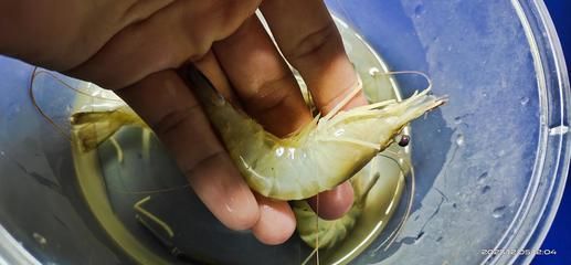 怎樣拔龍魚寄生蟲（處理龍魚體外寄生蟲是一個需要細(xì)致和耐心的過程）