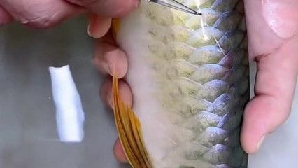 怎樣拔龍魚寄生蟲（處理龍魚體外寄生蟲是一個需要細(xì)致和耐心的過程）