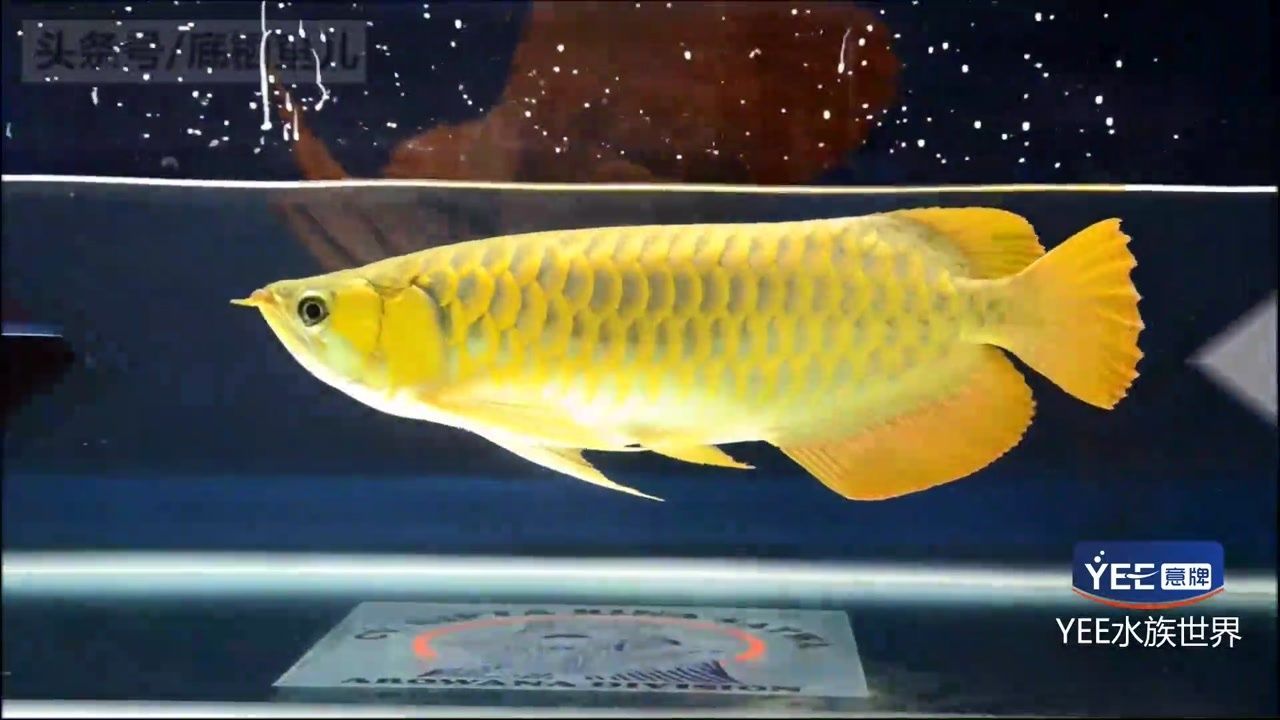龍魚芯片自己能不能制作（龍魚芯片的制作需要專業(yè)的技術和設備龍魚芯片的制作需要專業(yè)的技術和設備）