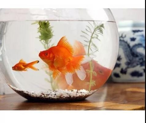 純種紅龍魚的價格是多少（純種紅龍魚價格因其品種、品相、體型等因素有很大差異）