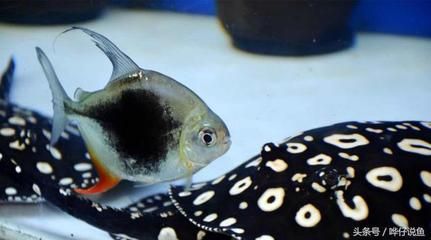 龍魚(yú)咬銀板魚(yú)怎么回事：研究發(fā)現(xiàn)龍魚(yú)咬銀板魚(yú)可能與多種因素有關(guān)，可能與多種因素有關(guān)
