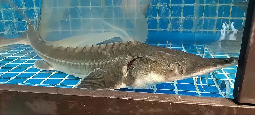 如何鑒別鱘龍魚的真偽？
