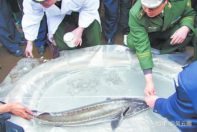 如何鑒別鱘龍魚的真偽？