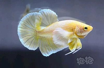 漂亮的龍魚：漂亮的龍魚不僅在外表上令人贊嘆，而且在外表上令人贊嘆