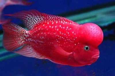 紅龍魚可以和羅漢魚混養嗎：紅龍魚可以和羅漢魚混養嗎？ 紅龍魚可以和羅漢魚混養嗎：紅龍魚可以和羅漢魚混養嗎？ 龍魚百科 第1張