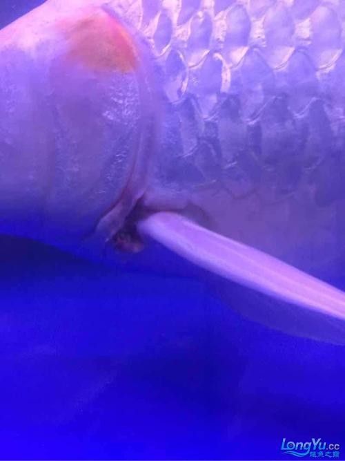 銀龍魚身上爛皮了怎么辦圖片