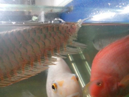 銀龍魚身上爛皮了怎么辦圖片