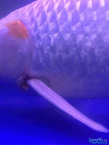 銀龍魚身上爛皮了怎么辦圖片
