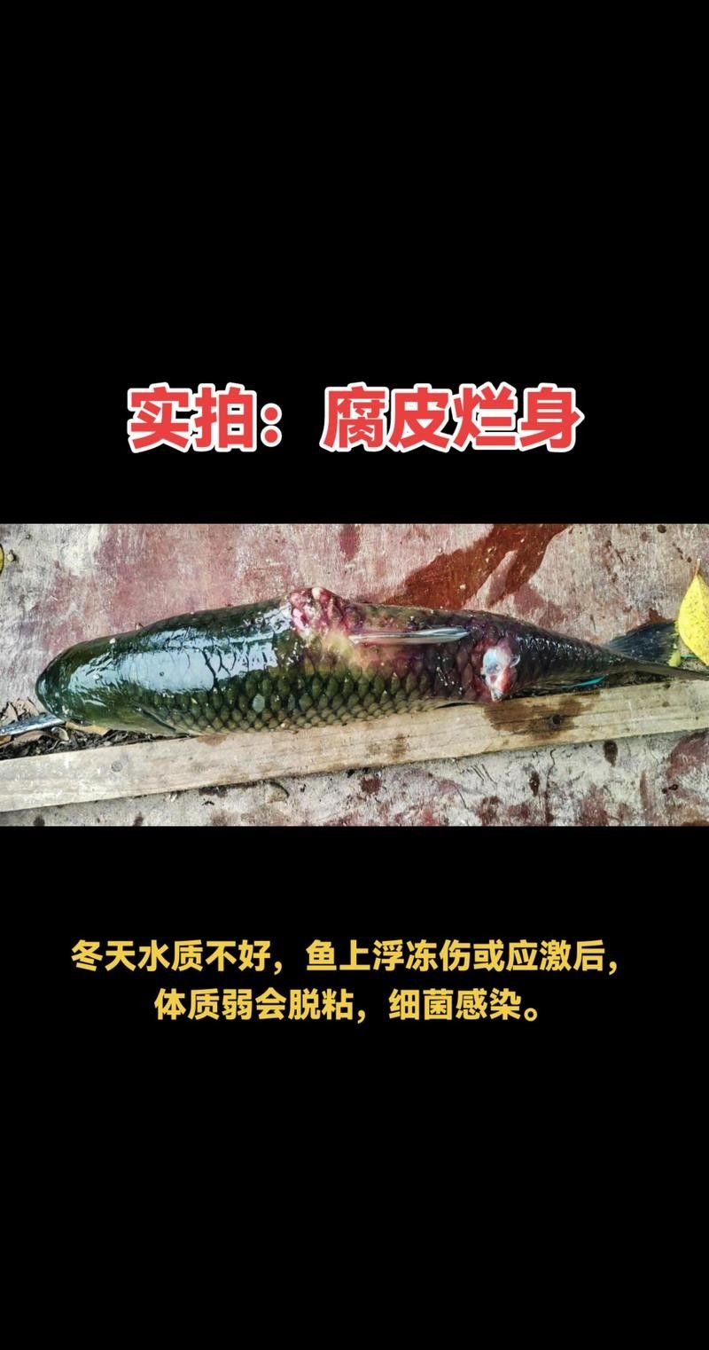 銀龍魚身上爛皮了怎么辦圖片