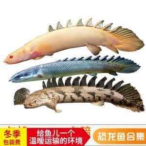 紅龍魚冬天是不是基本不吃食（紅龍魚不吃食的原因及處理方法）