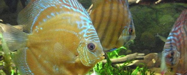 甲硝唑給龍魚用安全嗎【甲硝唑在龍魚養(yǎng)護(hù)中的應(yīng)用】