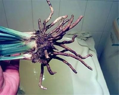 甲硝唑給龍魚用安全嗎【甲硝唑在龍魚養(yǎng)護(hù)中的應(yīng)用】