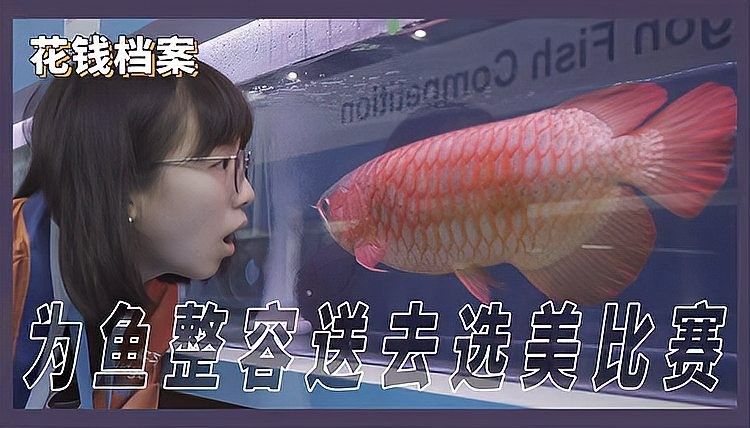 龍魚鰓蓋整形手術的風險有多大？